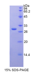 半乳糖-3-O-磺基转移酶1(GAL3ST1)重组蛋白