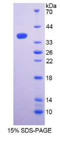 CD24分子(CD24)重组蛋白