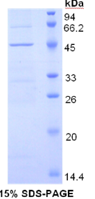 CD40配体(CD40L)重组蛋白