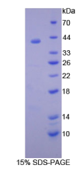 多配体蛋白聚糖1(SDC1)重组蛋白
