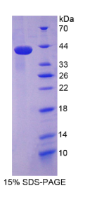 防御素α4(DEFα4)重组蛋白