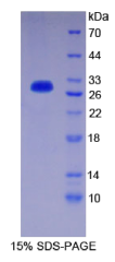 CD1d分子(CD1d)重组蛋白