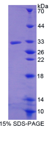 R-脊椎蛋白3(RSPO3)重组蛋白