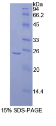 成纤维生长因子受体底物2(FRS2)重组蛋白