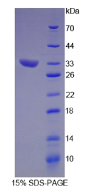 白介素12A(IL12A)重组蛋白