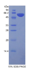 蛋白S(PROS)重组蛋白