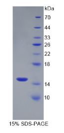 白介素15(IL15)重组蛋白