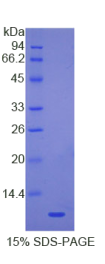 防御素β113(DEFβ113)重组蛋白