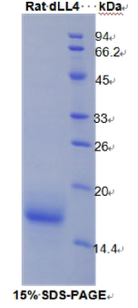 δ样蛋白4(δLL4)重组蛋白