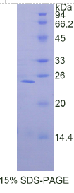 Smad同源物1(Smad1)重组蛋白