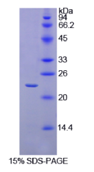 白介素1β(IL1β)重组蛋白