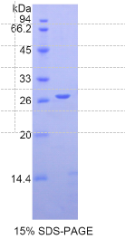 Slit同源物1(Slit1)重组蛋白