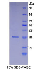 层粘连蛋白α1(LAMα1)重组蛋白