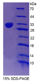 CD1e分子(CD1e)重组蛋白