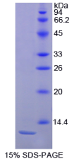 白介素8(IL8)重组蛋白