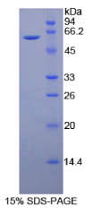 CD34分子(CD34)重组蛋白