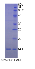 白介素8(IL8)重组蛋白