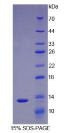 白介素8(IL8)重组蛋白