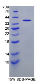 载脂蛋白A2(APOA2)重组蛋白