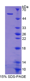 SHC-转化蛋白3(SHC3)重组蛋白