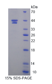 低氧诱导因子1α亚基抑制因子(HIF1aN)重组蛋白