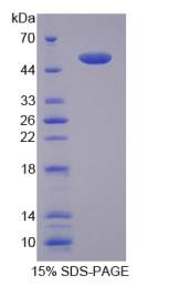 CD40配体(CD40L)重组蛋白