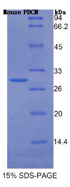 足突蛋白(PDCN)重组蛋白