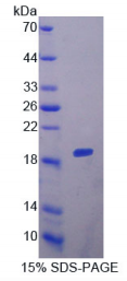 Ⅵ型胶原α1(COL6α1)重组蛋白