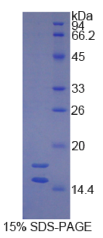 白介素1α(IL1α)重组蛋白