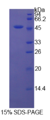 CD40配体(CD40L)重组蛋白