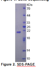 Z-DNA结合蛋白1(ZBP1)重组蛋白