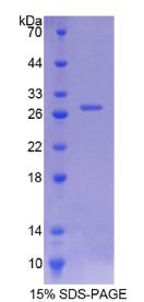 交叉蛋白1(ITSN1)重组蛋白