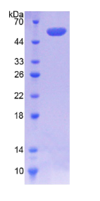 辅酶Q6同源物A(COQ6)重组蛋白