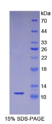 基质细胞衍生因子1(SDF1)重组蛋白