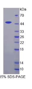 骨形成蛋白8B(BMP8B)重组蛋白