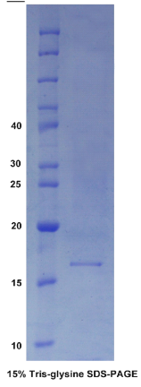 干细胞因子(SCF)重组蛋白