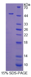细胞附着蛋白4(CYTH4)重组蛋白