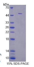 干扰素α11(IFNα11)重组蛋白