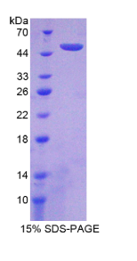 干扰素α21(IFNα21)重组蛋白