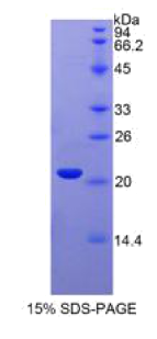 干扰素α4(IFNα4)重组蛋白