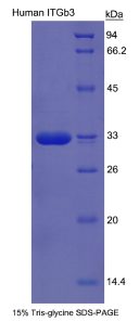 整合素β3(ITGβ3)重组蛋白