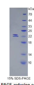 骨形成蛋白1(BMP1)重组蛋白