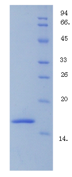 脱支酶同源物1(DBR1)重组蛋白