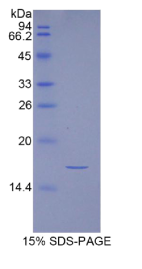 抑制素A(INHA)重组蛋白