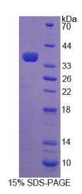 原钙黏素γA2(PCDHγA2)重组蛋白