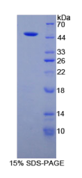 肌原纤蛋白1(FBN1)重组蛋白