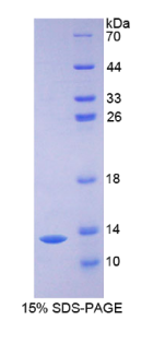 细胞间粘附分子5(ICAM5)重组蛋白