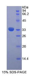 岩藻糖苷酶αL1(FUCα1)重组蛋白