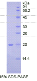 骨成型蛋白2(BMP2)重组蛋白