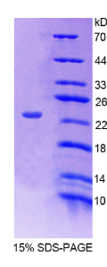 微管关联蛋白4(MAP4)重组蛋白